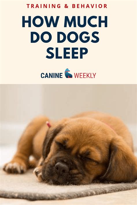 How Long Do Dog Sleep A Lot Canine Weekly Sleeping Dogs Dog