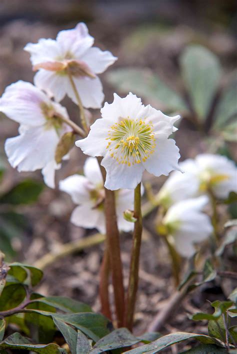How To Grow And Care For Hellebore