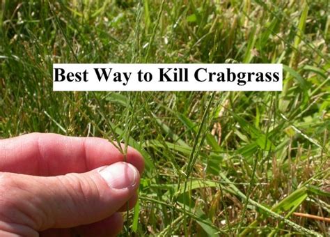 How To Get Rid Of Crabgrass Best Way To Kill Crabgrass