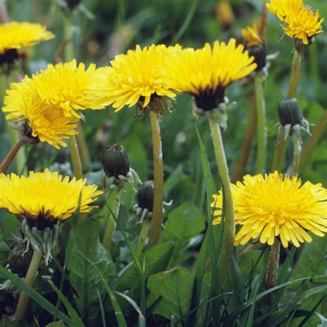 What Is Dandelion And How To Use This Super Leafy Vegetable Caribbean