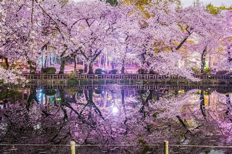 Inokashira Park Cherry Blossoms Japan Web Magazine