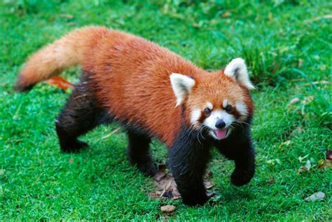 Datos Curiosos Sobre El Panda Rojo Mimusmx