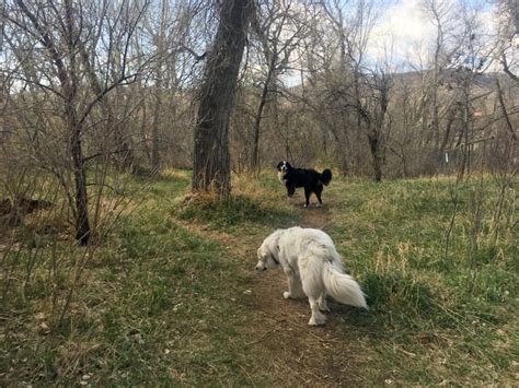 View pets available for adoption. 6 Off-Leash Dog Parks to Explore in the Denver Metro Area