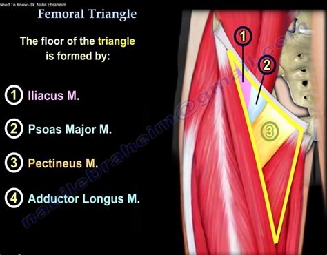 Femoral Triangle
