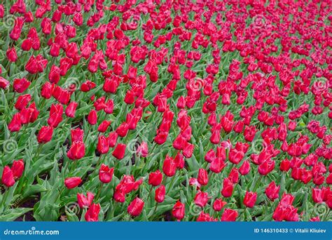 Tulips In The Flower Garden Stock Image Image Of Fresh Bloom 146310433