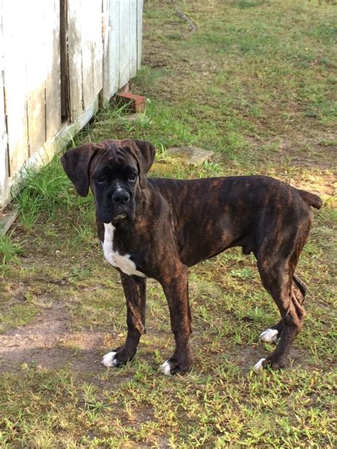 Plain Reverse Brindle Roll Call! - Page 3 - Boxer Forum : Boxer Breed ...