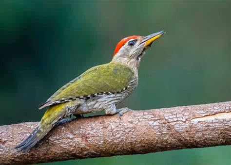 Streak Throated Woodpeckermale Picus Xanthopygaeus Kerala India