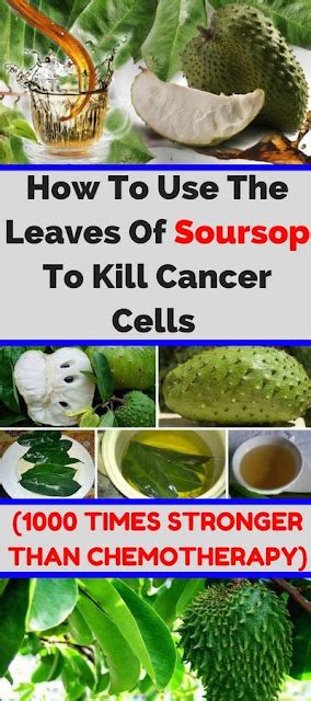 The Leaves Of Soursop Are 1000 Times Stronger At Killing Cancer Cells