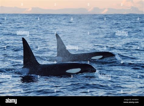 Two Orcas Stock Photos And Two Orcas Stock Images Alamy