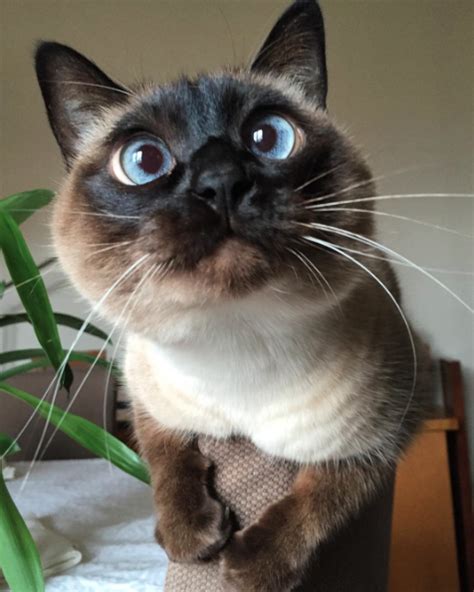 Why Are Siamese Cats Cross Eyed British Shorthair