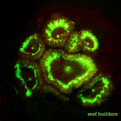 Fluorescent Friday Blastomussa Edition Reef Builders The Reef And