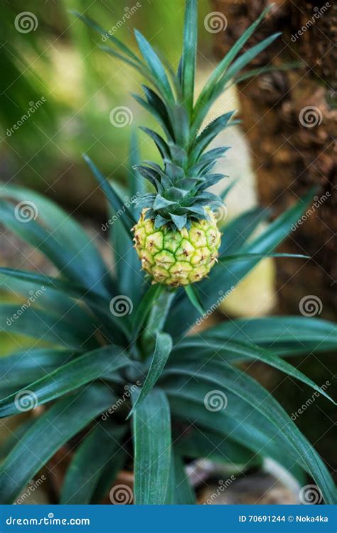 Baby Pineapple Growing Stock Photo Image Of Hawaiian 70691244