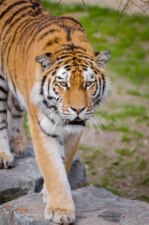 Free Images Animal Wildlife Zoo Fauna Big Cat Whiskers Tiger