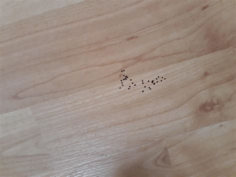Little Black Dots I Found On My Living Room Floor Any Idea What They