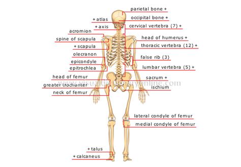 Bones are essential for the functioning of the human body. HUMAN BEING :: ANATOMY :: SKELETON :: POSTERIOR VIEW image ...
