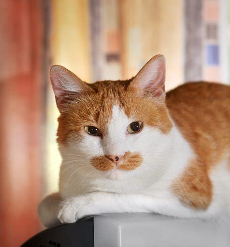 After all, cat stories expand to fit the space available and anyone who has listened to a cat owner will know that stories about cats can be endless. Why Do Cats Raise Their Butts in the Air?