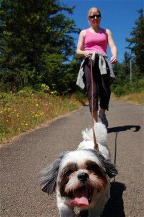 Dropping stool while standing or walking (not posturing to defecate) 5. Senior Dog Has House Accidents