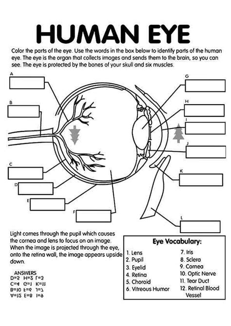Worksheet With Answer For Structure Of Human Eye