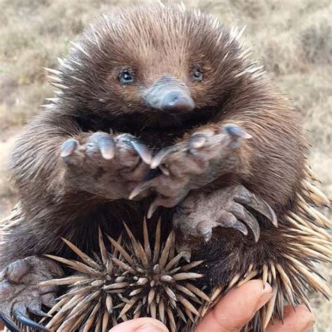 Short Beaked Echidna Bush Heritage Australia