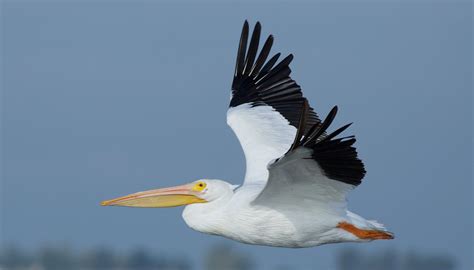 American White Pelican — Bba