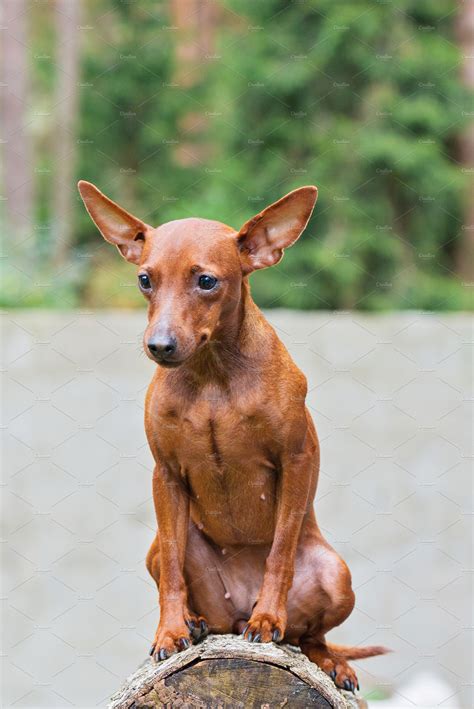 Portrait Of A Red Miniature Pinscher High Quality Animal Stock Photos