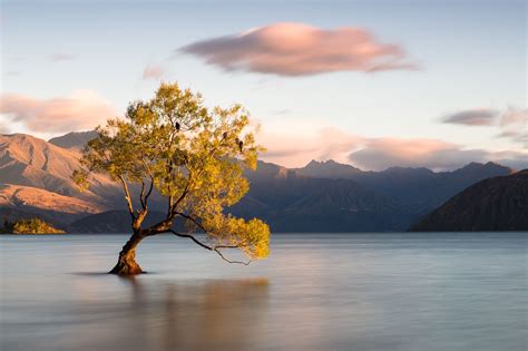 That Wanaka Tree Nova Zelândia Fotos Lugares Incríveis