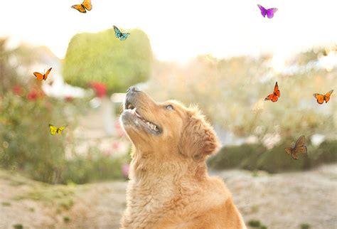 Wallpaper 1440x980 Px Animal Butterfly Cute Dog 1440x980