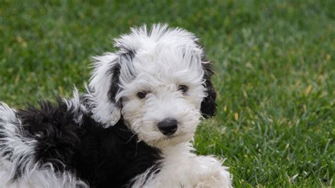Sheepadoodle The Ultimate Breed Information With Pictures