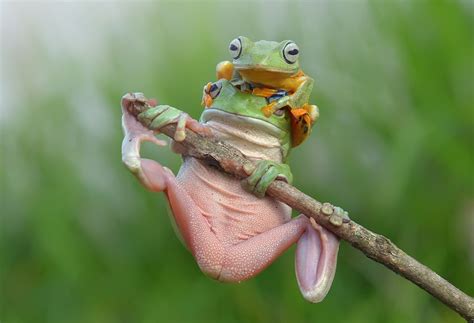 Smiling Dumpy Tree Frogs Show Off Their Amphibian Acrobatics In