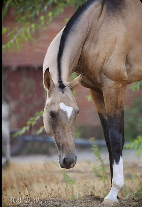 Stunning Akhal Teke | Horses, Akhal teke horses, Pretty horses