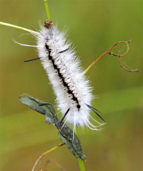 Hickory Tussock Moth Caterpillar Project Noah