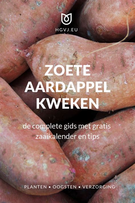 De Snelle Gids Voor Zoete Aardappel Kweken In De Volle Grond Kas En Potten Met Stappenplan