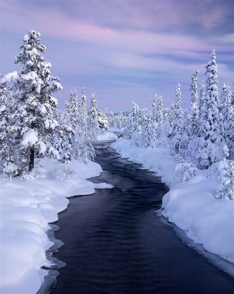 Frozen Forest Stream