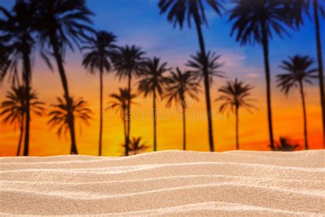 Tropical Palm Tree Sunset Sky On Sand Dune Beach Stock Image Image