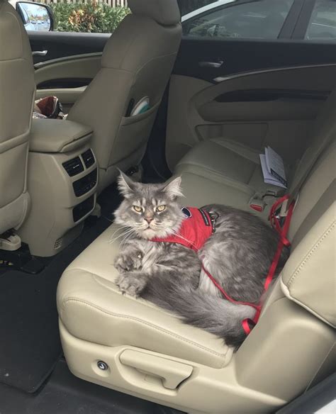 How Long Can A Cat Survive In A Car Engine Quora