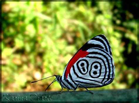 Awesome Butterflies Butterflies Photo 17033631 Fanpop