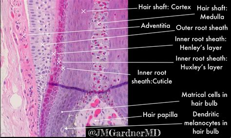 Normal Hair Follicle Histology Kikoxp
