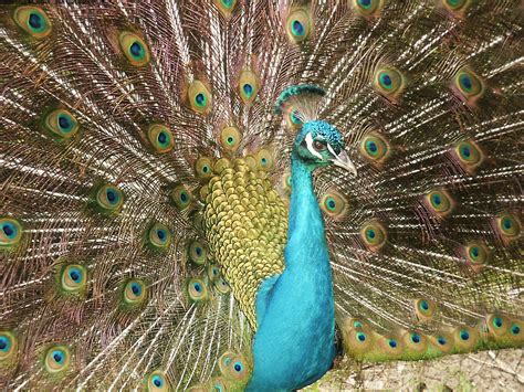 A Peacock Wallpapers Hd Wallpapers Id 4945