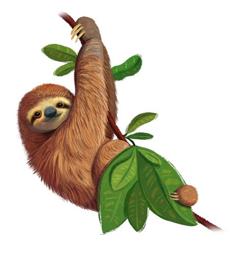 Realistic Drawings Sloth How To Draw Cartoon Sloths Realistic Sloths