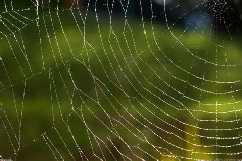 Spiders Spin Their Webs Where The Weather Wont Bother Them Csun