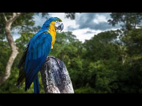 Animals that inhabit the rainforest canopy include lemurs, spider monkeys, sloths, toucans. Amazing Rainforest: Life of Tropical Animals - Documentary ...