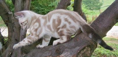 I run a small cattery featuring marble bengal cats with superior dispositions, high intelligence. Buy Bengal Kittens-About