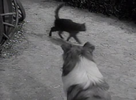 Lassie Superstition Cinema Cats