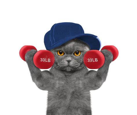 Cat Playing Sports With Dumbbells Stock Image Image Of Heavy Canine