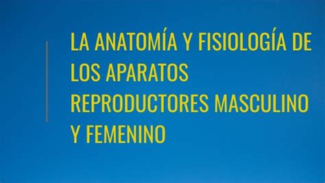 AnatomÍa Y FisiologÍa De Los Aparatos Reproductores Masculino Y Femeni