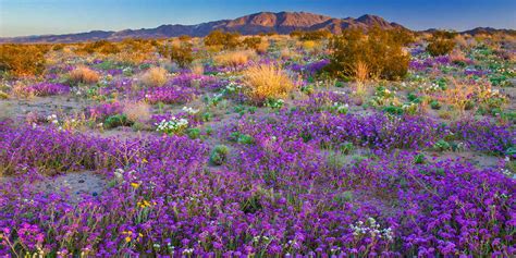 Yarrow blooms from late april to early july in the southern part of the country, and. How to See California's 2019 Wildflower Super Bloom