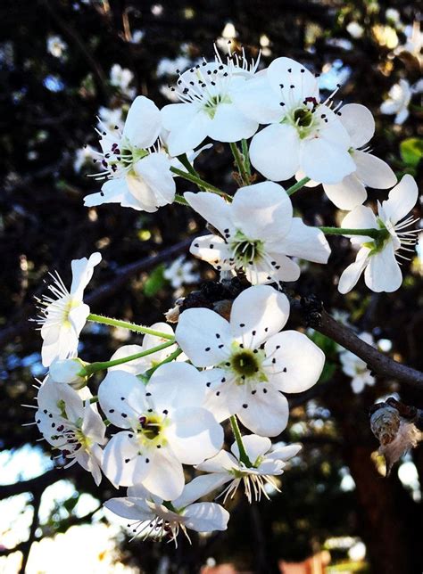 White Flowering Trees In Missouri Flowers Hgr
