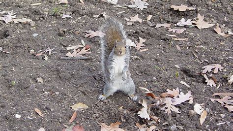 Squirel Standing In Meridian Hill Park A Squirrel Stands O Flickr