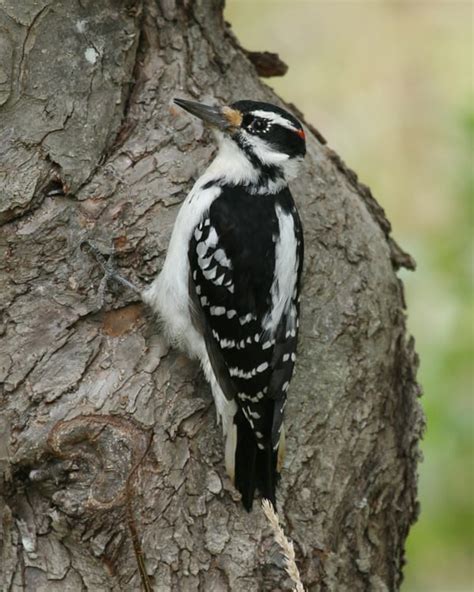 Hairy Woodpecker Photos Birdspix