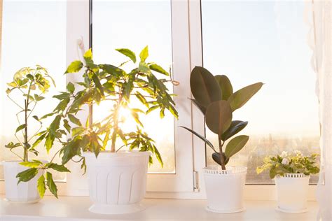 Houseplants That Like Sun Choosing Indoor Plants For Full Sun Large